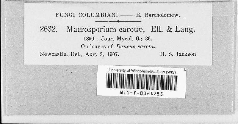 Macrosporium carotae image