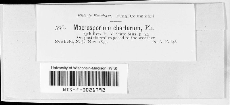 Macrosporium chartarum image