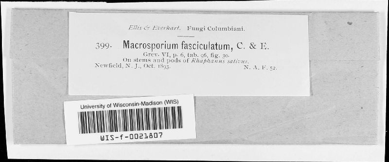 Macrosporium fasciculatum image