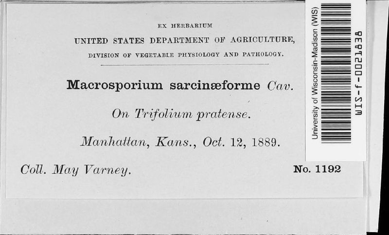 Macrosporium sarcinaeforme image