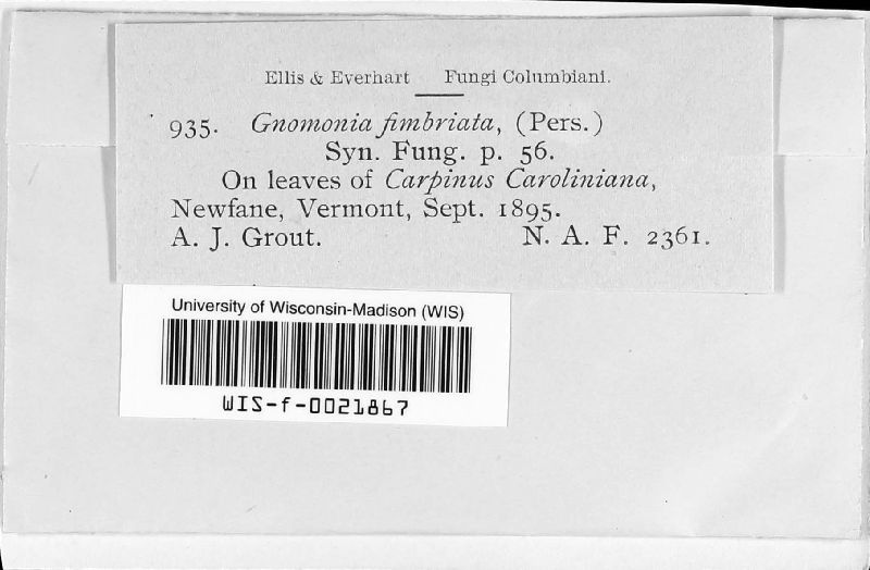 Gnomonia fimbriata image