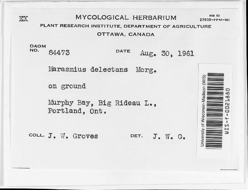 Marasmius delectans image