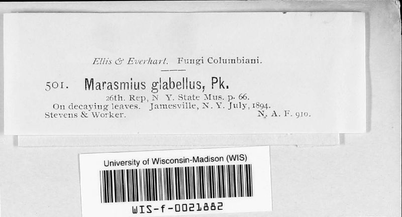 Marasmius image