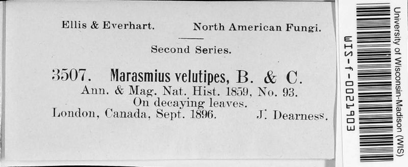 Marasmius velutipes image