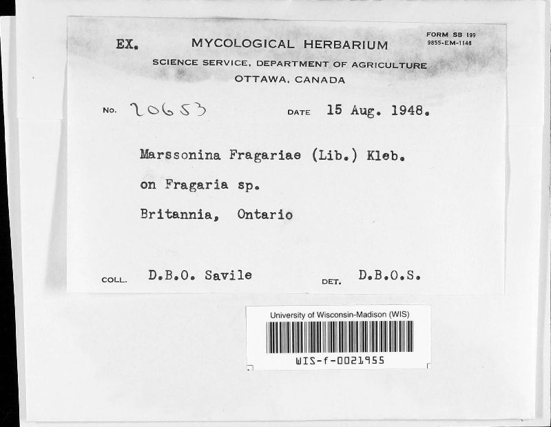 Marssonina fragariae image