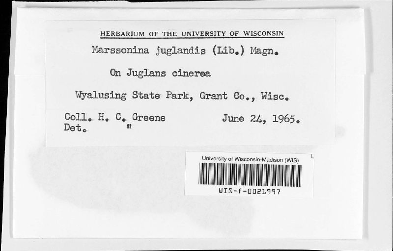 Marssonina juglandis image