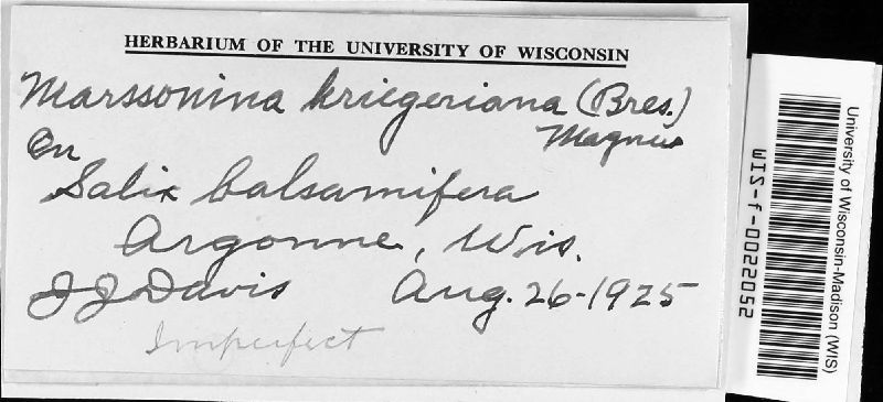 Marssonina kriegeriana image
