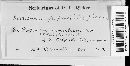 Marssonina populi image