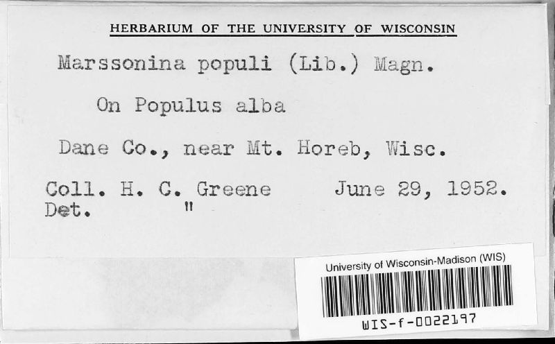 Marssonia populi image