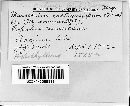 Marssonina populi image