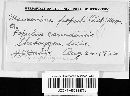 Marssonina populi image