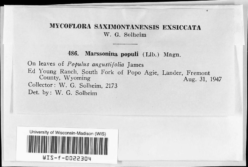 Marssonina populi image