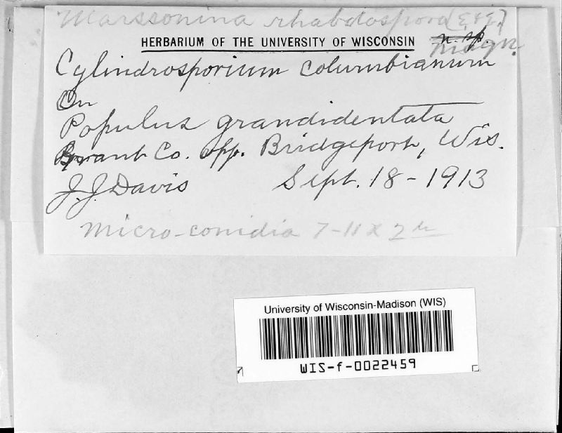 Marssonina rhabdospora image