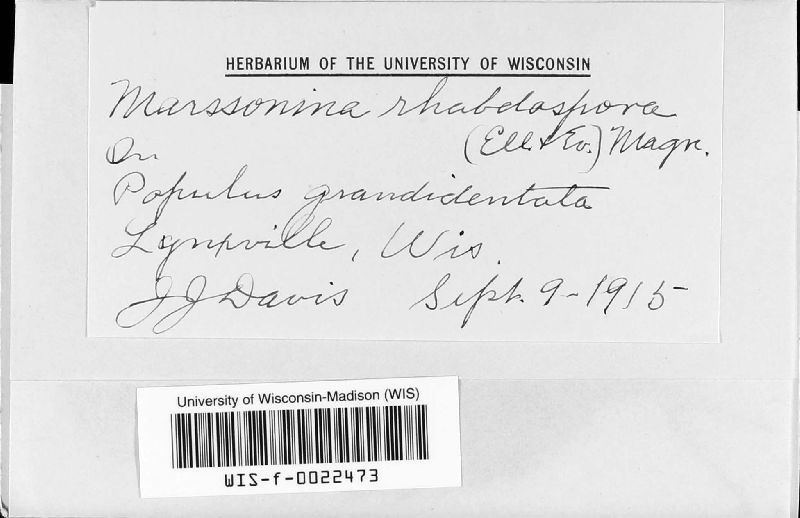 Marssonina rhabdospora image
