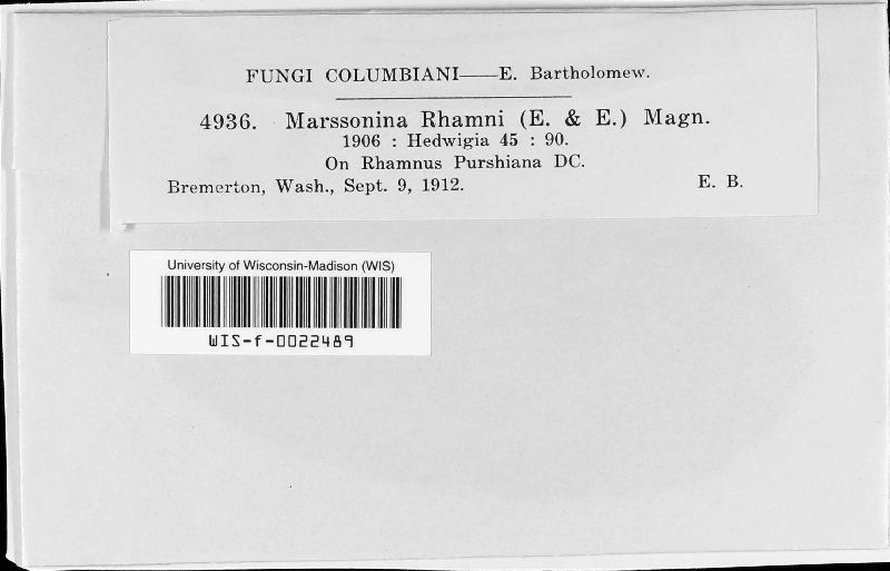 Marssonina rhamni image
