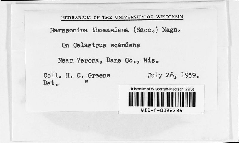 Marssonia thomasiana image