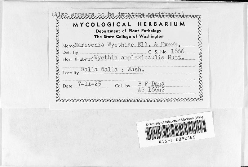 Marssonina wyethiae image