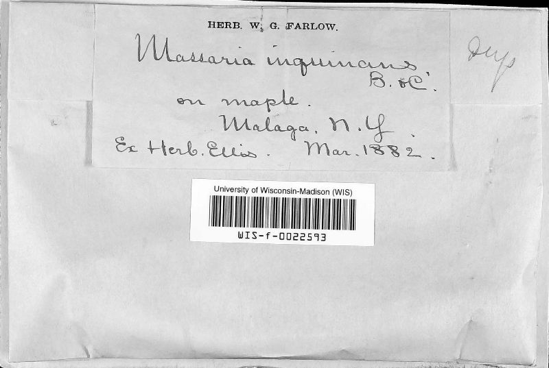 Massaria inquinans image