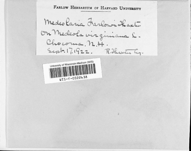 Medeolaria farlowii image