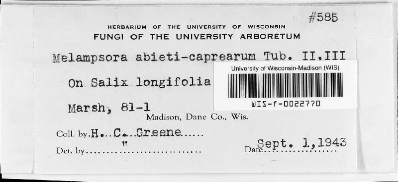 Melampsora abietis-caprearum image