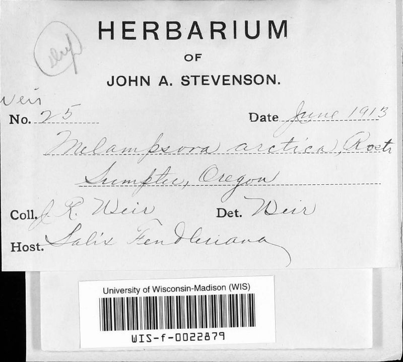 Melampsora arctica image