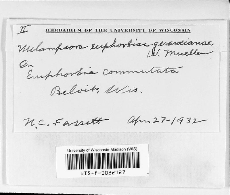 Melampsora euphorbiae-gerardianae image