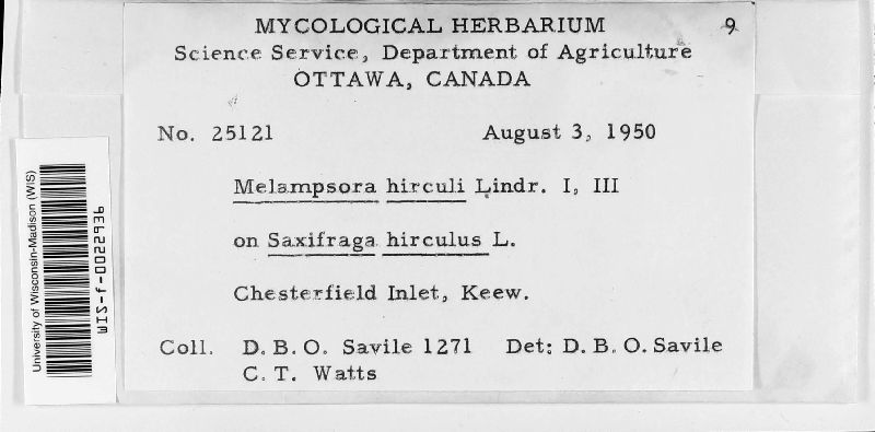 Melampsora hirculi image