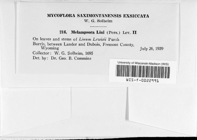Melampsora lini var. major image