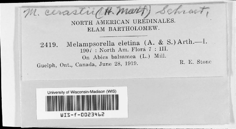 Melampsorella image