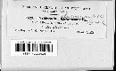 Melampsorella caryophylleacearum image
