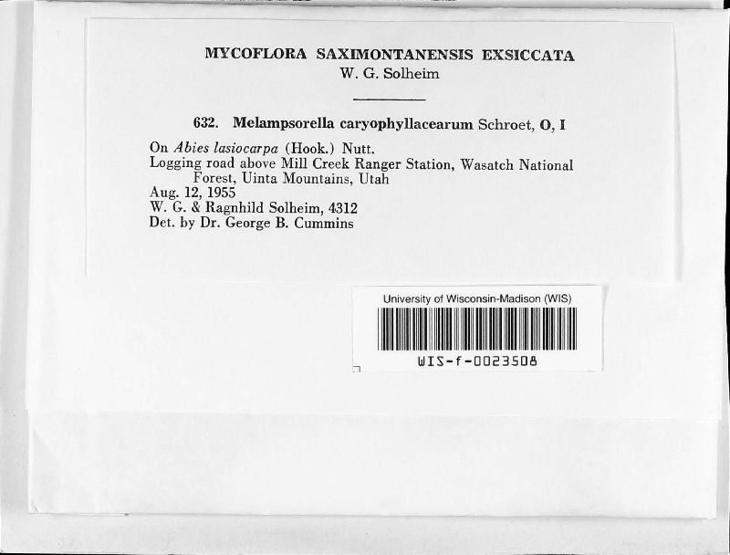 Melampsorella caryophyllacearum image