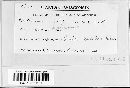 Melampsorella caryophylleacearum image
