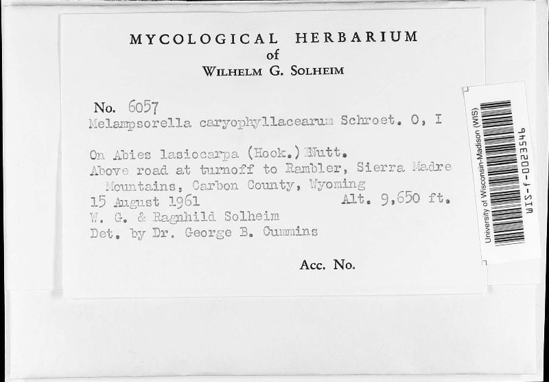 Melampsorella image