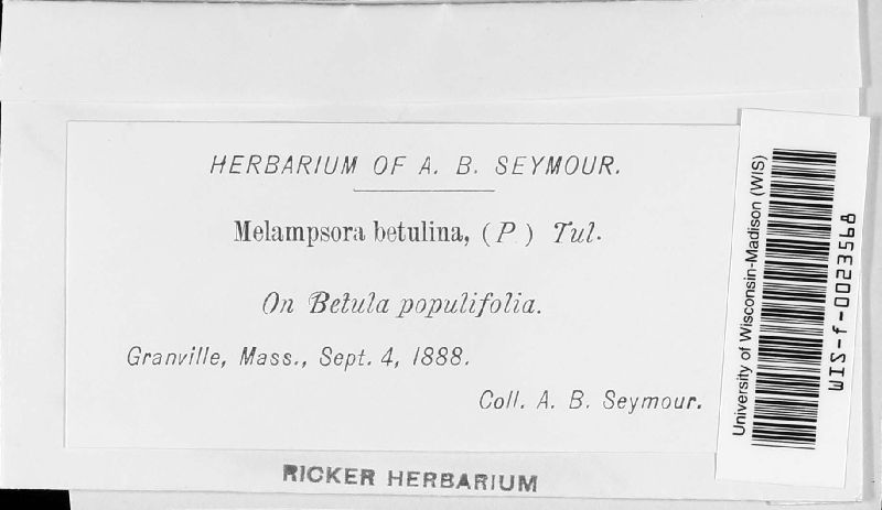 Melampsoridium image