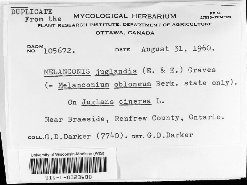 Melanconis juglandis image