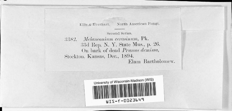 Melanconium image