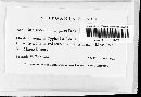 Image of Melanconium typhae