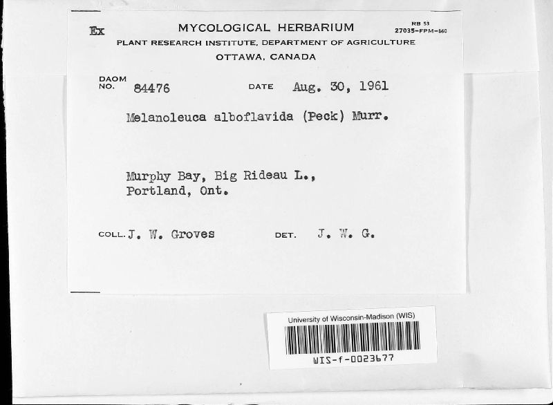 Melanoleuca image