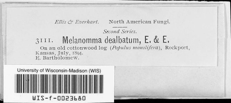 Melanomma dealbatum image