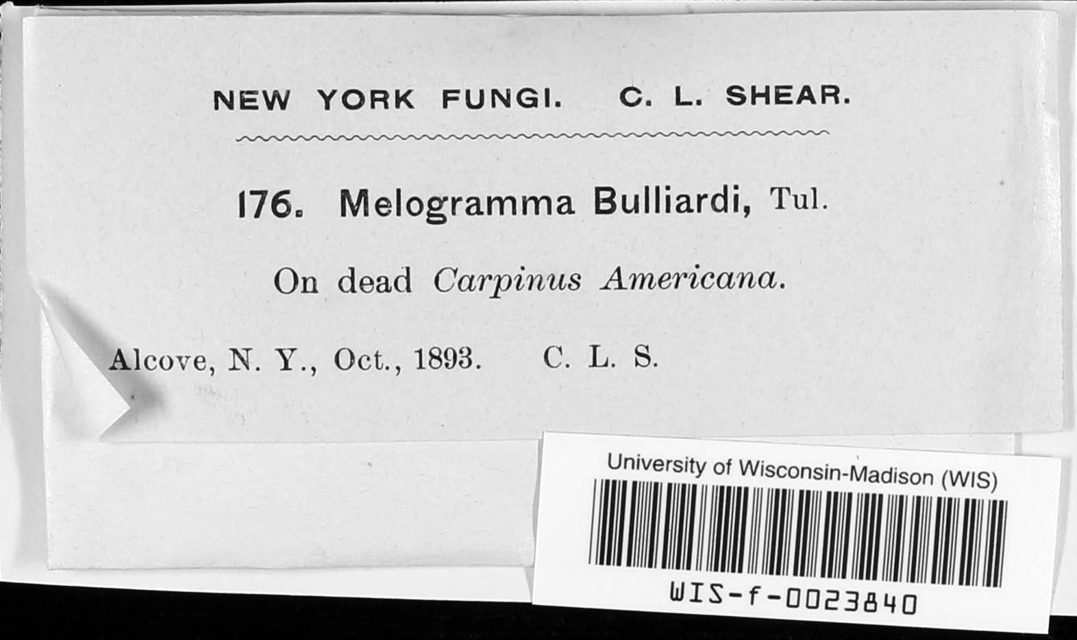 Melogramma image
