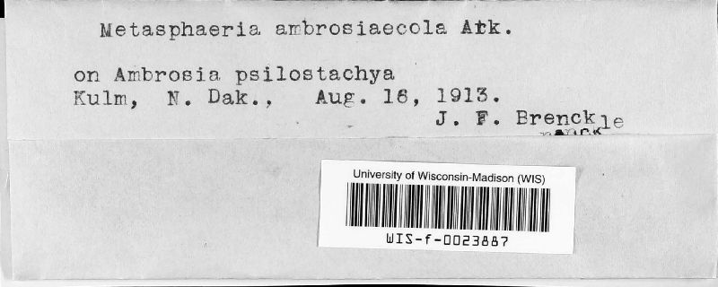 Metasphaeria ambrosiaecola image