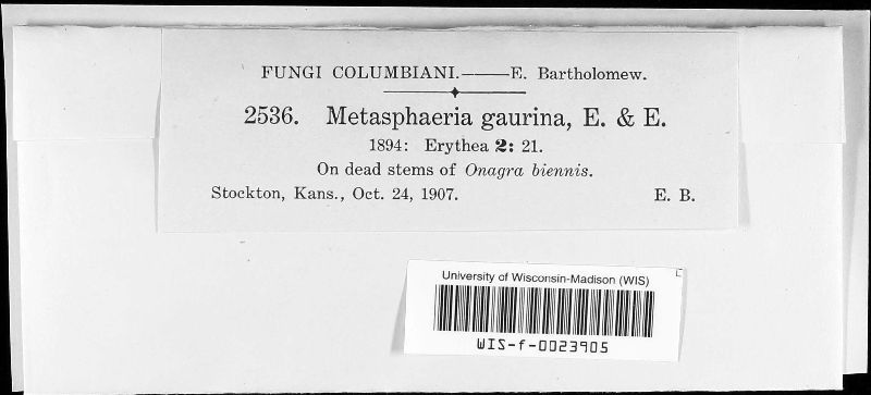 Metasphaeria gaurina image