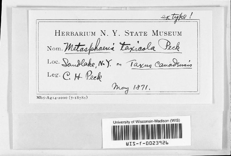 Metasphaeria taxicola image