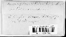 Microsphaera alni image
