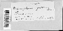 Microsphaera alni image