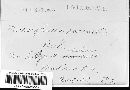 Image of Microsphaera ravenelii