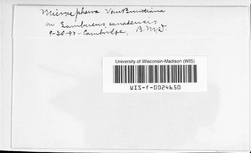 Microsphaera vanbruntiana image