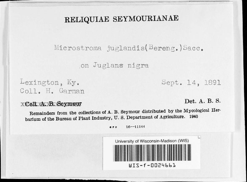 Microstroma image