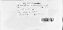 Microstroma juglandis image