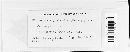 Microstroma juglandis image
